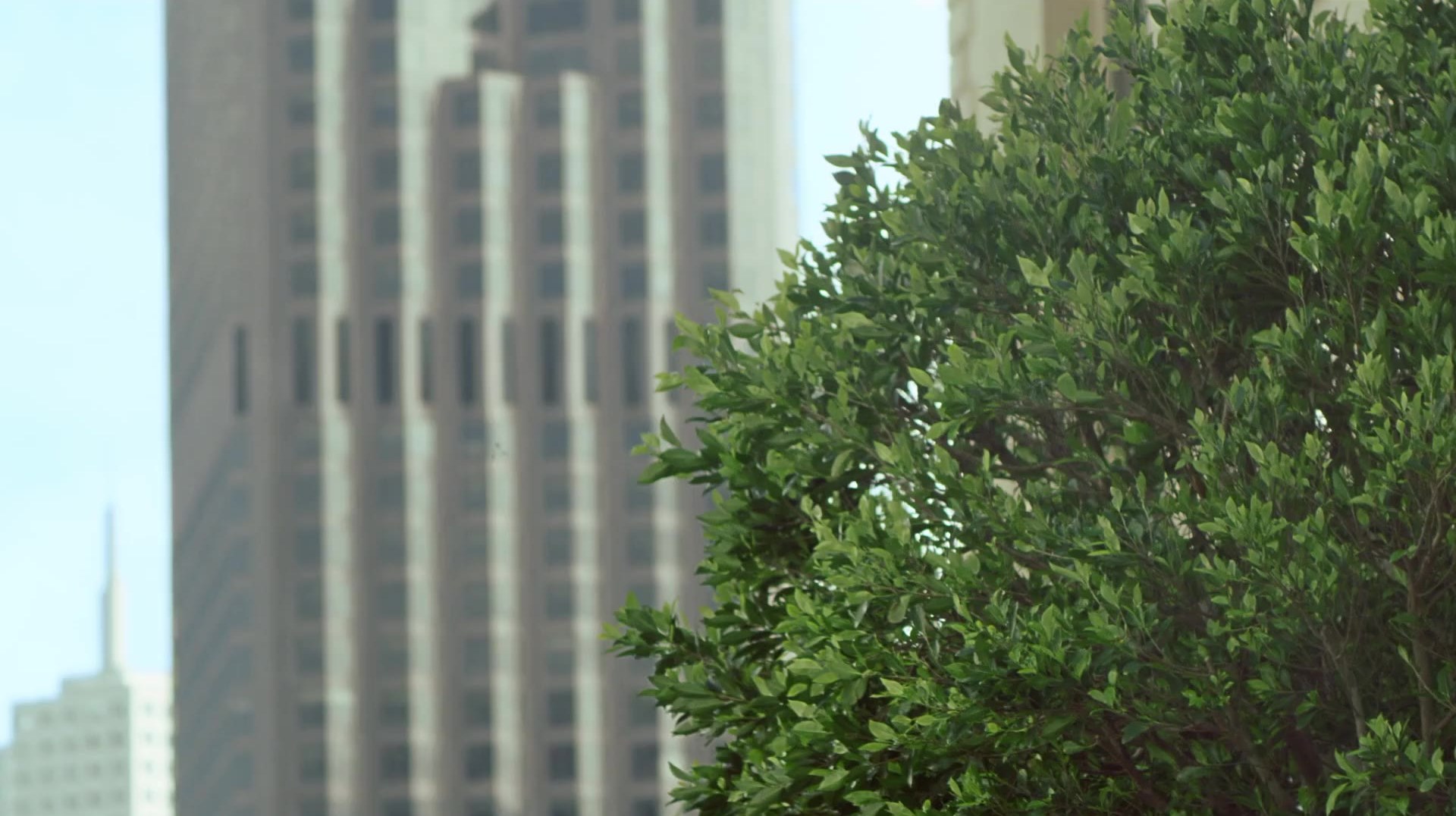 A city block seen past a tree.